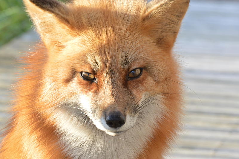 An island fox